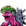 Shellmon