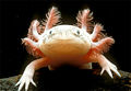 Reference axolotl.jpg